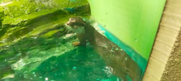 しながわ水族館に投稿された画像（2025/6/7）