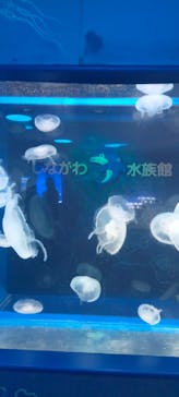 しながわ水族館に投稿された画像（2025/6/7）
