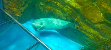 しながわ水族館に投稿された画像（2025/6/7）