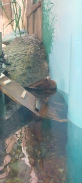 しながわ水族館に投稿された画像（2025/6/7）