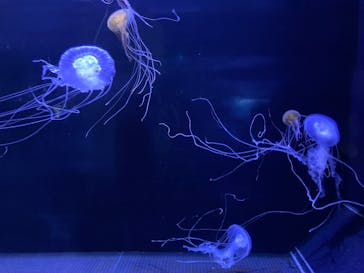 横浜・八景島シーパラダイスに投稿された画像（2025/6/7）