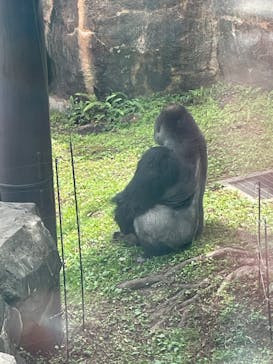恩賜上野動物園に投稿された画像（2025/6/7）