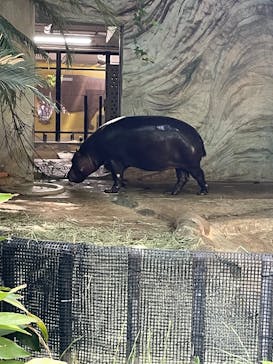 恩賜上野動物園に投稿された画像（2025/6/7）
