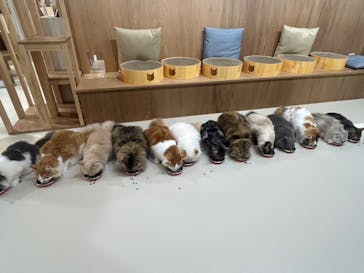 Cat Café MOFF 枚方モール店に投稿された画像（2025/6/7）