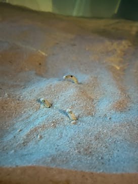 アクアワールド茨城県大洗水族館に投稿された画像（2025/6/7）