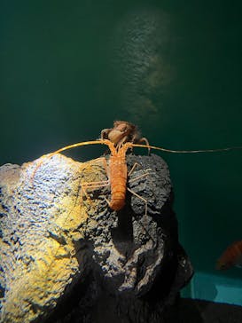 アクアワールド茨城県大洗水族館に投稿された画像（2025/6/7）