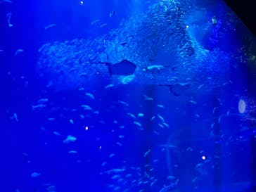 アクアワールド茨城県大洗水族館に投稿された画像（2025/6/7）