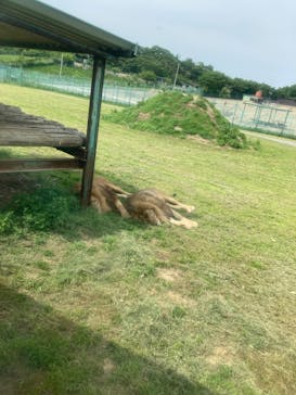 岩手サファリパークに投稿された画像（2025/6/7）