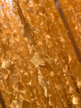 ポケモン×工芸展－美とわざの大発見－に投稿された画像（2025/6/7）