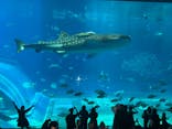 沖縄美ら海水族館に投稿された画像（2025/6/8）