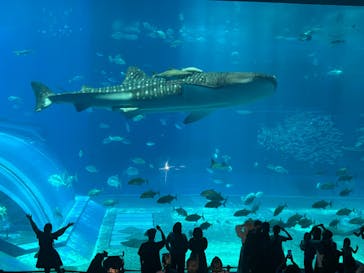 沖縄美ら海水族館に投稿された画像（2025/6/7）