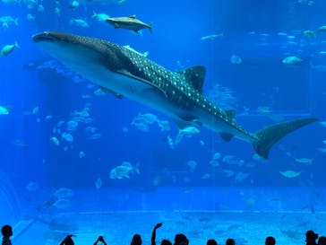 沖縄美ら海水族館に投稿された画像（2025/6/7）
