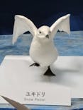 特別展「鳥～ゲノム解析が解き明かす新しい鳥類の系統～」に投稿された画像（2025/6/8）