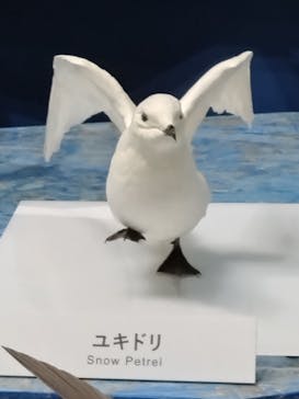 特別展「鳥～ゲノム解析が解き明かす新しい鳥類の系統～」に投稿された画像（2025/6/7）