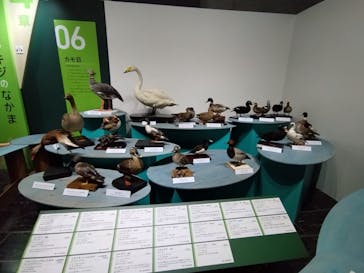 特別展「鳥～ゲノム解析が解き明かす新しい鳥類の系統～」に投稿された画像（2025/6/7）