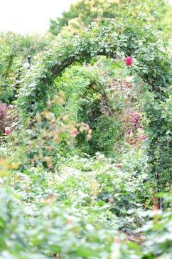 横浜イングリッシュガーデンに投稿された画像（2025/6/7）