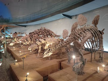 福井県立恐竜博物館に投稿された画像（2025/6/7）
