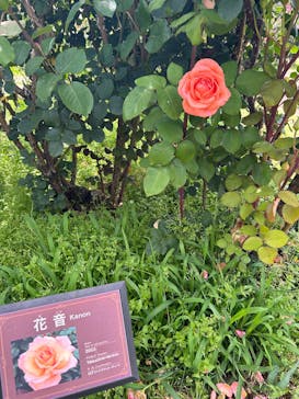 京成バラ園に投稿された画像（2025/6/7）