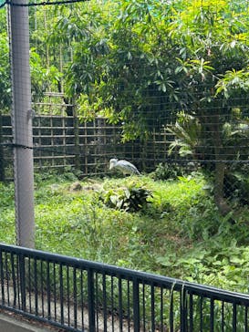 恩賜上野動物園に投稿された画像（2025/6/7）