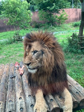 東京動物園協会_多摩動物公園に投稿された画像（2025/6/8）