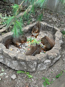 那須どうぶつ王国に投稿された画像（2025/6/8）