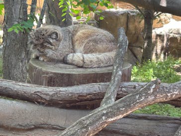 那須どうぶつ王国に投稿された画像（2025/6/8）