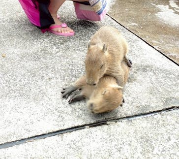 伊豆アニマルキングダムに投稿された画像（2025/6/8）