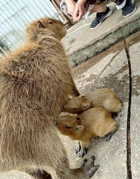 伊豆アニマルキングダムに投稿された画像（2025/6/8）