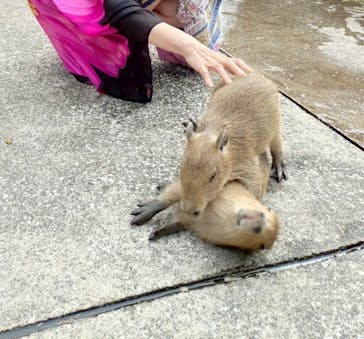 伊豆アニマルキングダムに投稿された画像（2025/6/8）