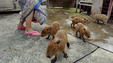 伊豆アニマルキングダムに投稿された画像（2025/6/8）