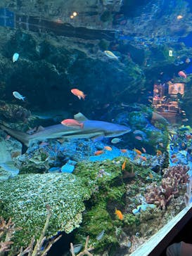 マクセル アクアパーク品川に投稿された画像（2025/6/8）