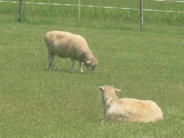 さっぽろ羊ヶ丘展望台に投稿された画像（2025/6/8）