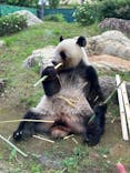 恩賜上野動物園に投稿された画像（2025/6/8）