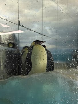 名古屋港水族館に投稿された画像（2025/6/8）