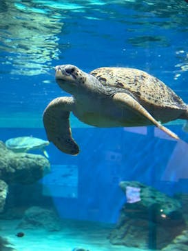 名古屋港水族館に投稿された画像（2025/6/8）