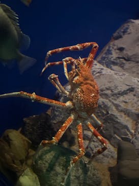 名古屋港水族館に投稿された画像（2025/6/8）