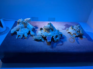 名古屋港水族館に投稿された画像（2025/6/8）