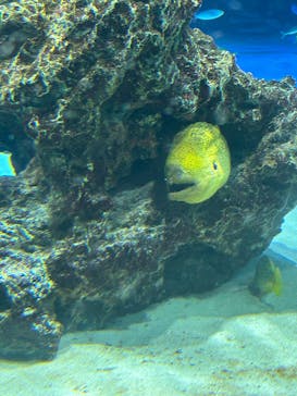 サンシャイン水族館に投稿された画像（2025/6/8）