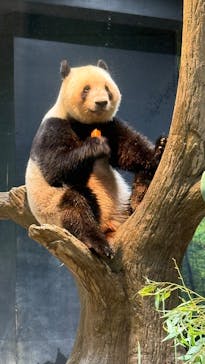 恩賜上野動物園に投稿された画像（2025/6/8）