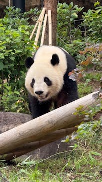 恩賜上野動物園に投稿された画像（2025/6/8）