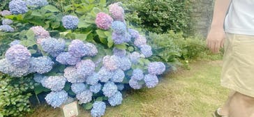 横浜イングリッシュガーデンに投稿された画像（2025/6/8）