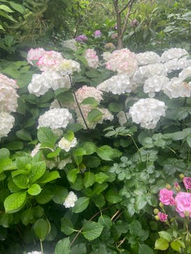 横浜イングリッシュガーデンに投稿された画像（2025/6/8）