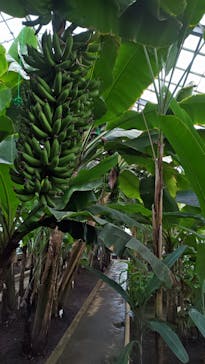 熱川バナナワニ園に投稿された画像（2025/6/8）