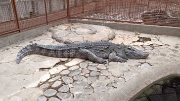 熱川バナナワニ園に投稿された画像（2025/6/8）