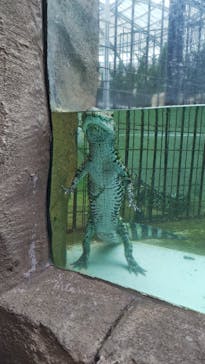 熱川バナナワニ園に投稿された画像（2025/6/8）