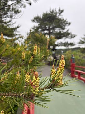 鬼押出し園に投稿された画像（2025/6/8）