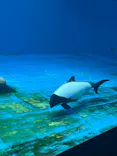 仙台うみの杜水族館に投稿された画像（2025/6/8）
