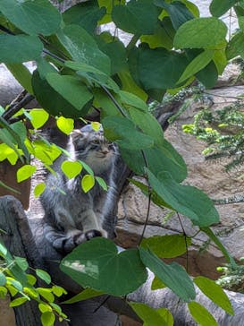 那須どうぶつ王国に投稿された画像（2025/6/8）