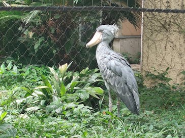 恩賜上野動物園に投稿された画像（2025/6/8）