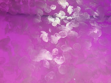 アクアワールド茨城県大洗水族館に投稿された画像（2025/6/8）